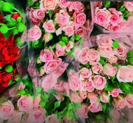 رز میناتوری حافظ